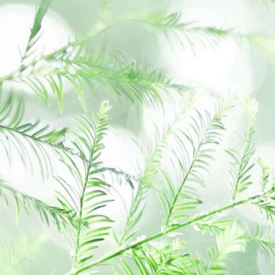 网易完美飞行游戏下载